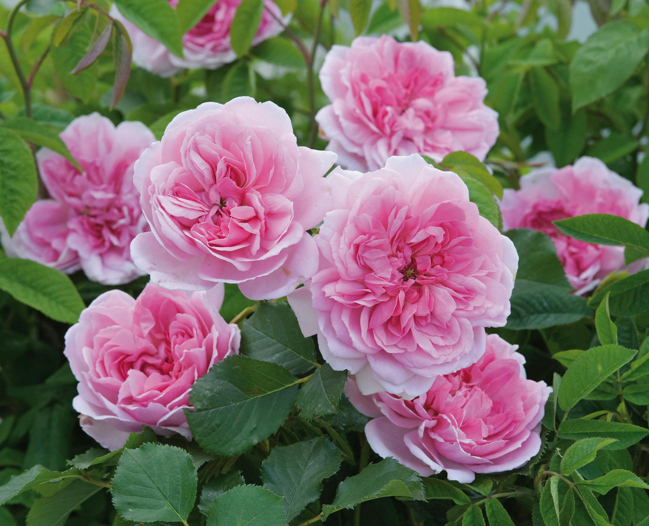 The Maid Marion rose smells and looks good. (Photo courtesy David Austin Roses/TNS) ORG XMIT: 1162059