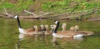 Two families of Canada goslings paddle along with adults.
Photo by Jim Willliams
