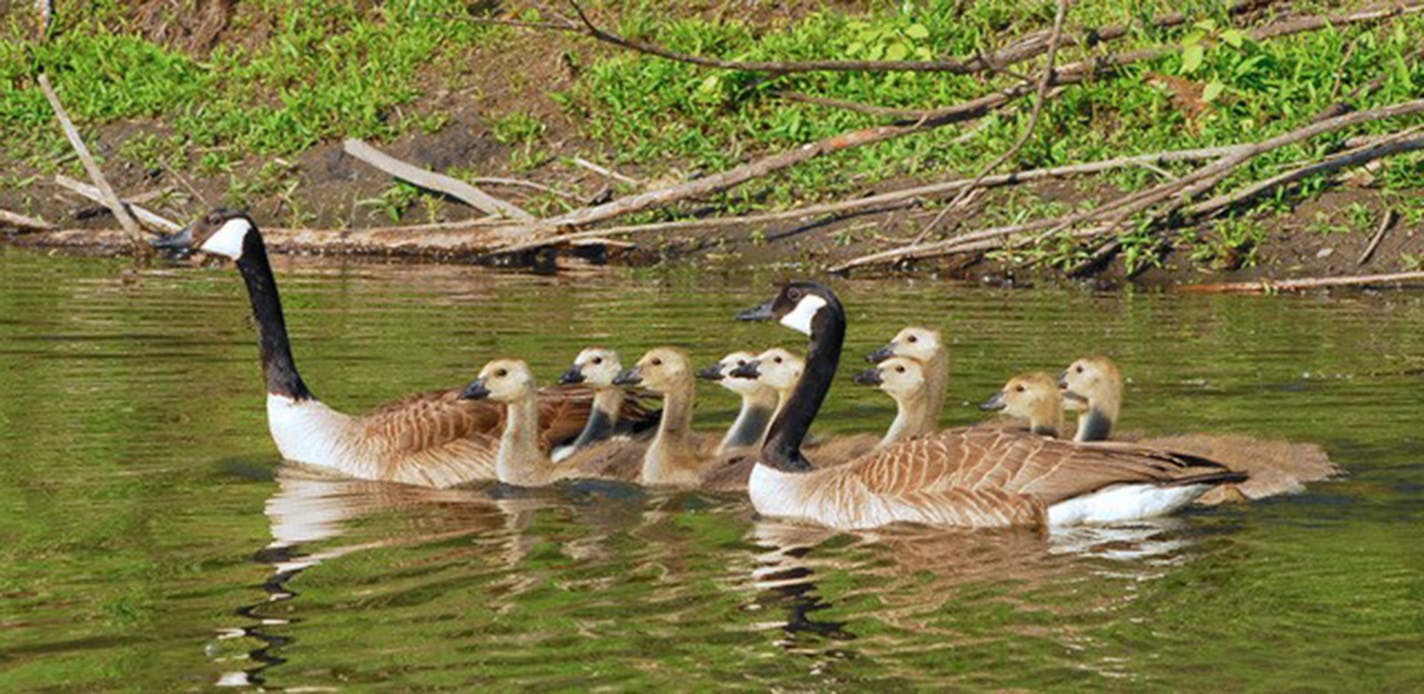 Two families of Canada goslings paddle along with adults.
Photo by Jim Willliams