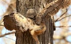 A local photographer catches rare sight of baby owl climbing to safety in Silverwood Park in St. Anthony, Minn.
