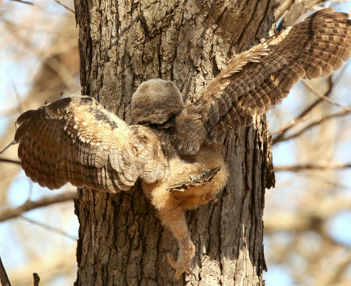 A local photographer catches rare sight of baby owl climbing to safety in Silverwood Park in St. Anthony, Minn.