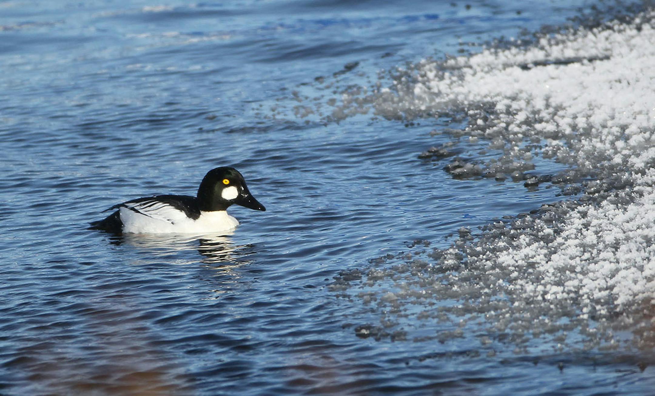 A goldeneye duck cruises the icy waters Wednesday, Jan. 7, 2015, on the Mississippi River in Red Wing, MN.](DAVID JOLES/STARTRIBUNE)djoles@startribune.com Bald eagles on Mississippi River