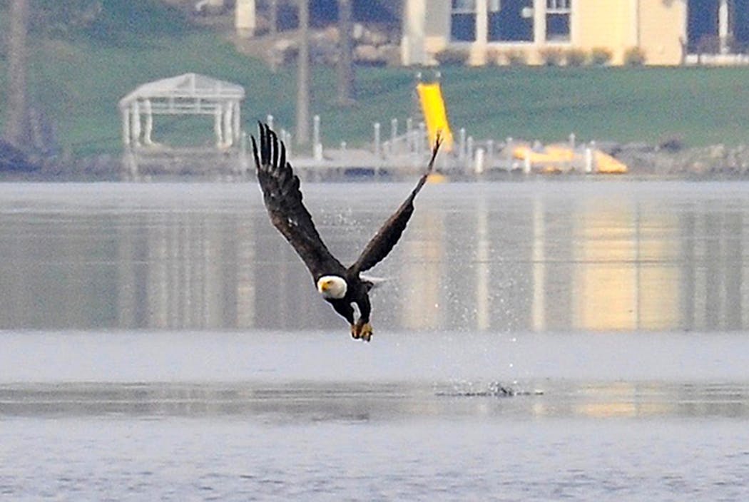 A bald eagle lifts off a lake with its prey.
