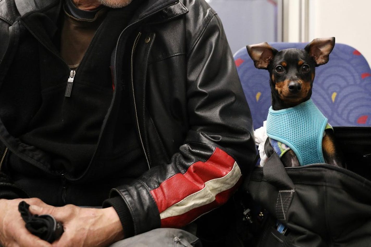 Cash the dog rode in a bag along with his owner at night on a light-rail train in 2016 in Minneapolis. Metro Transit policy allows service animals onboard as well as small pets, provided they are kept in carriers.