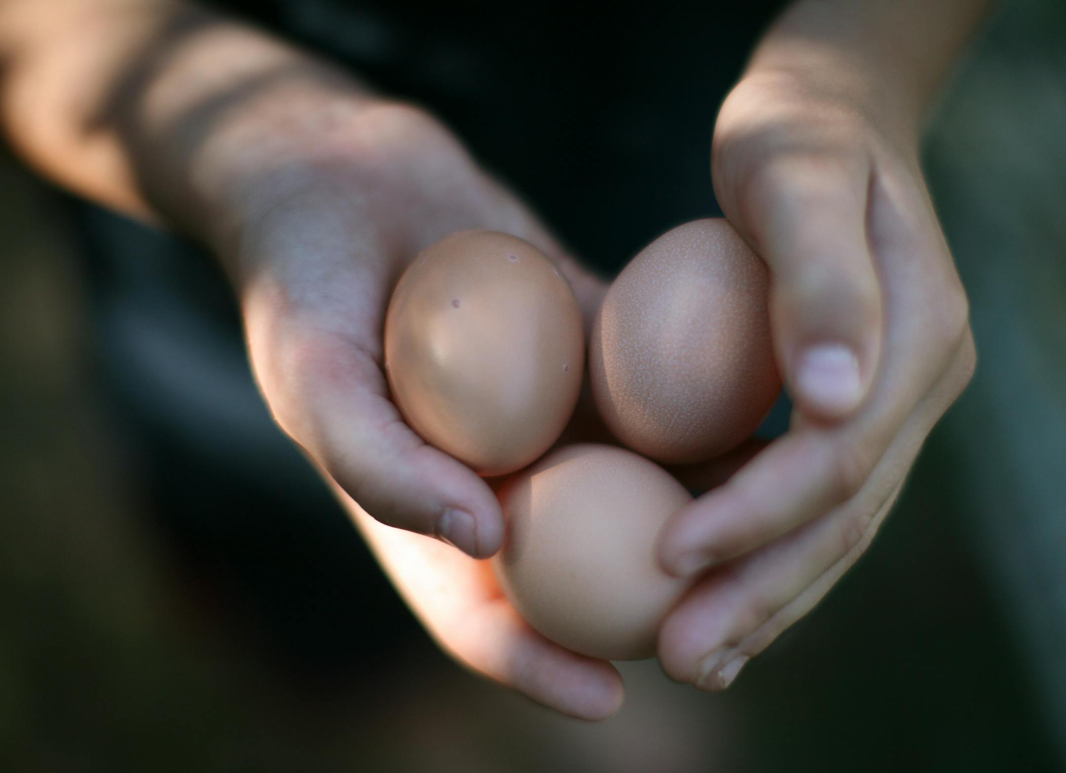 Pet chickens and their eggs are part of Stefan Remund's home-school project. He told the City Council that an ordinance banning chickens in the city is "silly and unfair."