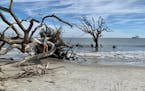 Beach erosion has left weathered trees strewn across Driftwood Beach on Jekyll Island, Georgia. Photo by Jennifer Jeanne Patterson, special to the Sta