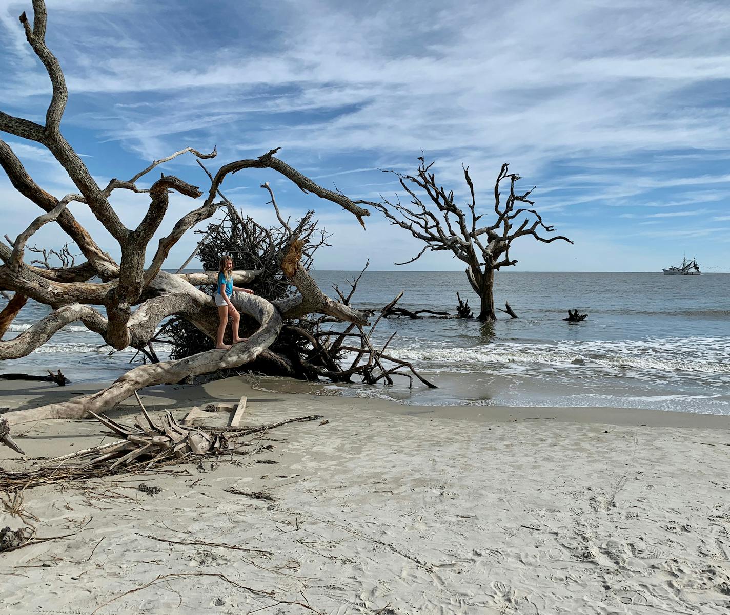 Beach erosion has left weathered trees strewn across Driftwood Beach on Jekyll Island, Georgia. Photo by Jennifer Jeanne Patterson, special to the Star Tribune