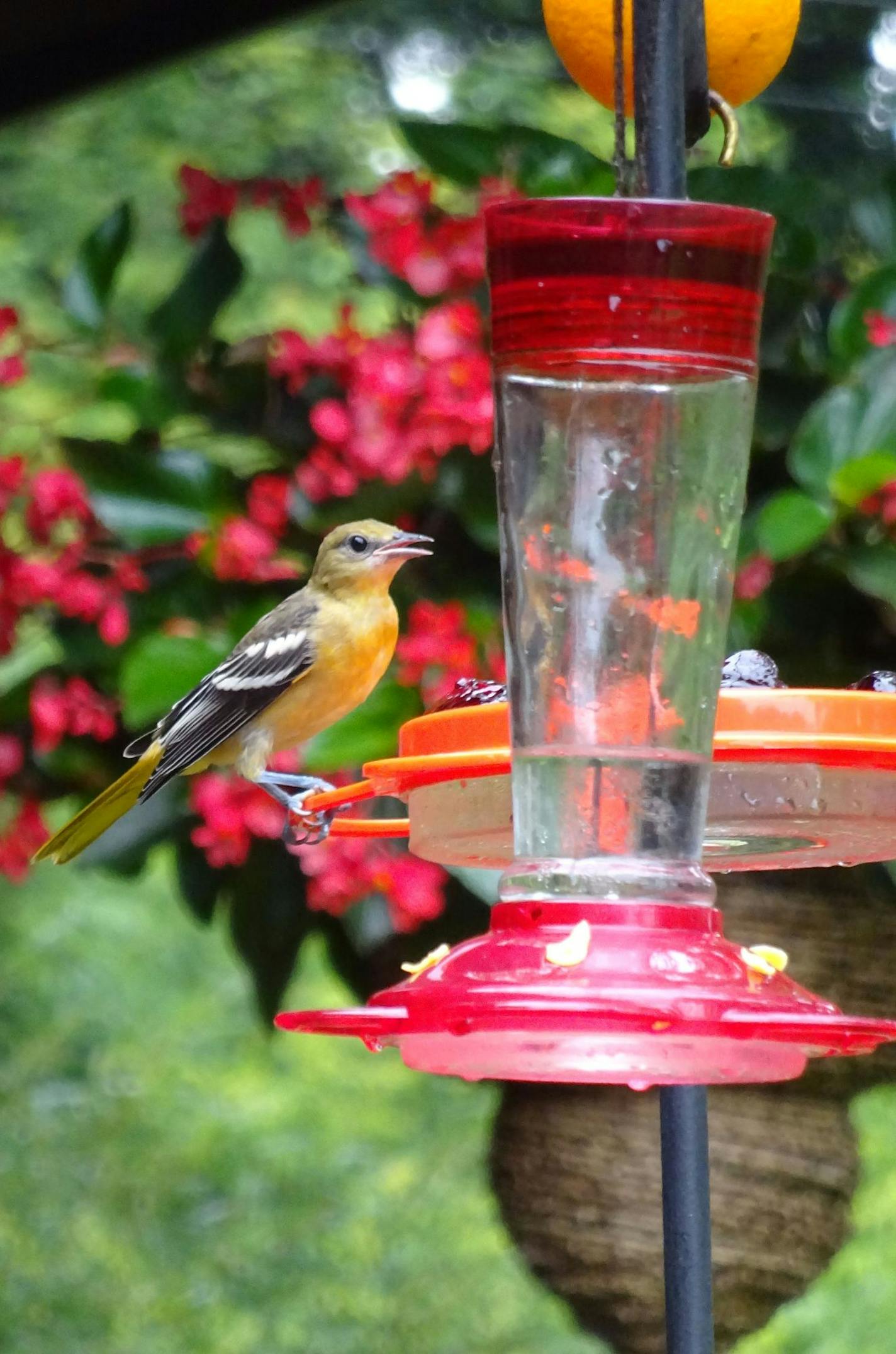 For the birds: Reid Smith and LaWayne Leno's garden in Dellwood is a wildlife habitat.