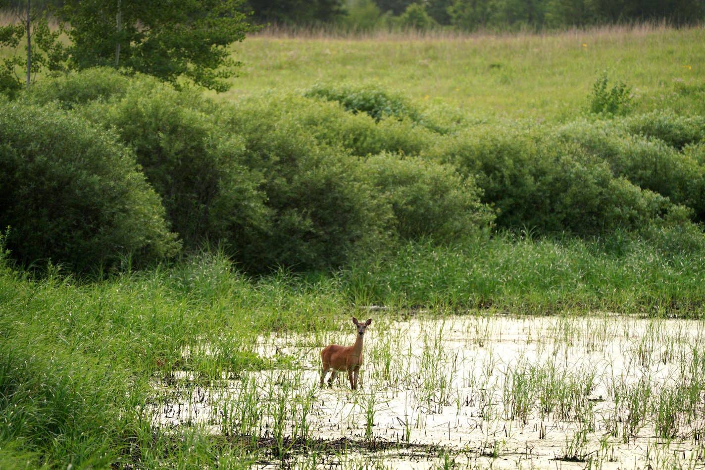 A whitetail doe feeds along the shore of Twin Lake in Crow Hassan Regional Park. The park is home to a remarkably diverse and thriving prairie that's been built and managed over 50 years by the Three Rivers Parks District. "This isn't a native prairie. We created this. This was a man-made prairie," said district biologist John Moriarty of the 1,200-acre complex. brian.peterson@startribune.com Minneapolis, MN Monday, July 13, 2020