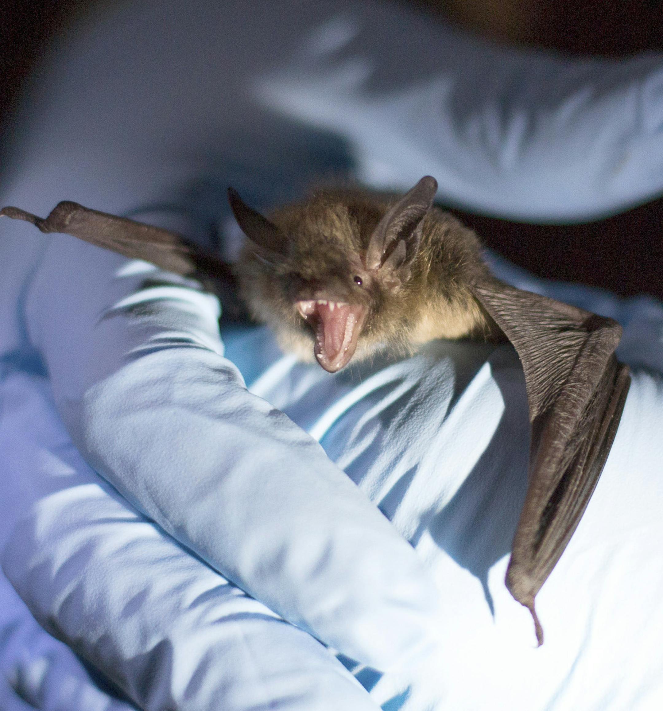 FILE -- A little brown bat, among the small mammals who appear to be evolving bigger brains, in Pepperell, Mass., July 13, 2012. As humans alter the places where animals live, we may be fueling the evolution of bigger brains. (Evan McGlinn/The New York Times)