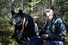 Lynn Rogers, founder and chairman of the North American Bear Center in Ely, and a black bear.