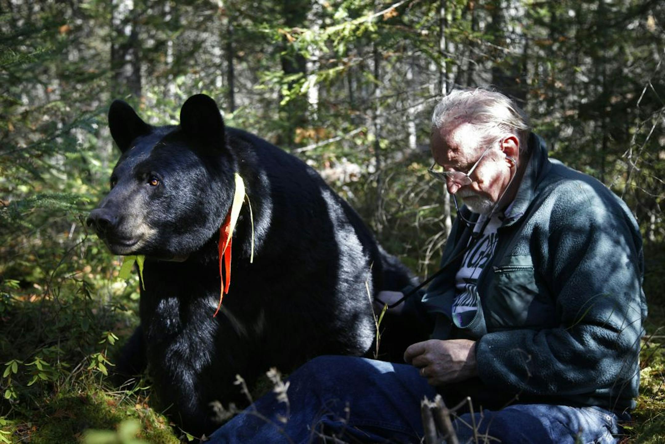 Lynn Rogers, founder and chairman of the North American Bear Center in Ely, and a black bear.