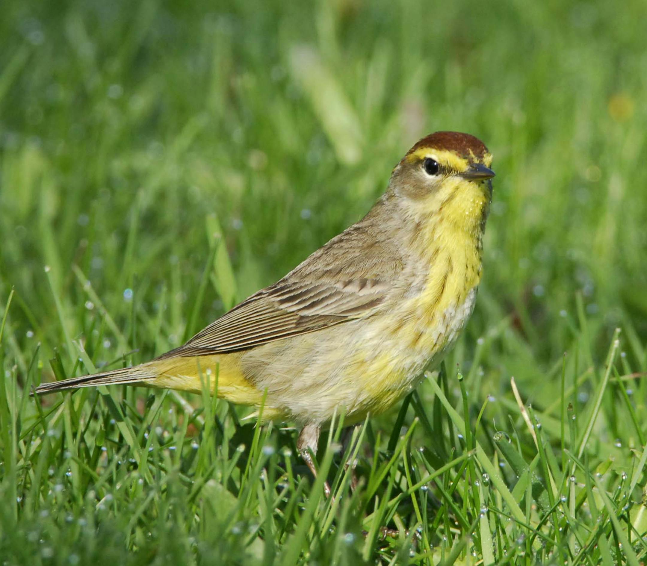Palm warbler credit: Jim Williams, special to the Star Tribune
