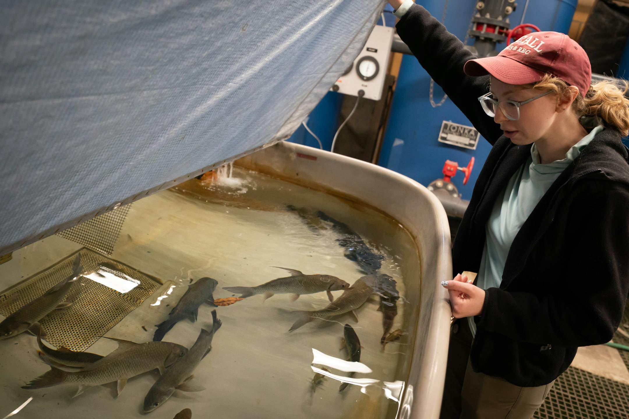 Genevieve Furtner, St. Paul State Fish Hatchery Supervisor, pointed out some of the fish that were recently captured in area rivers for the state fair on Wednesday, Aug. 16, 2023 St. Paul, Minn.