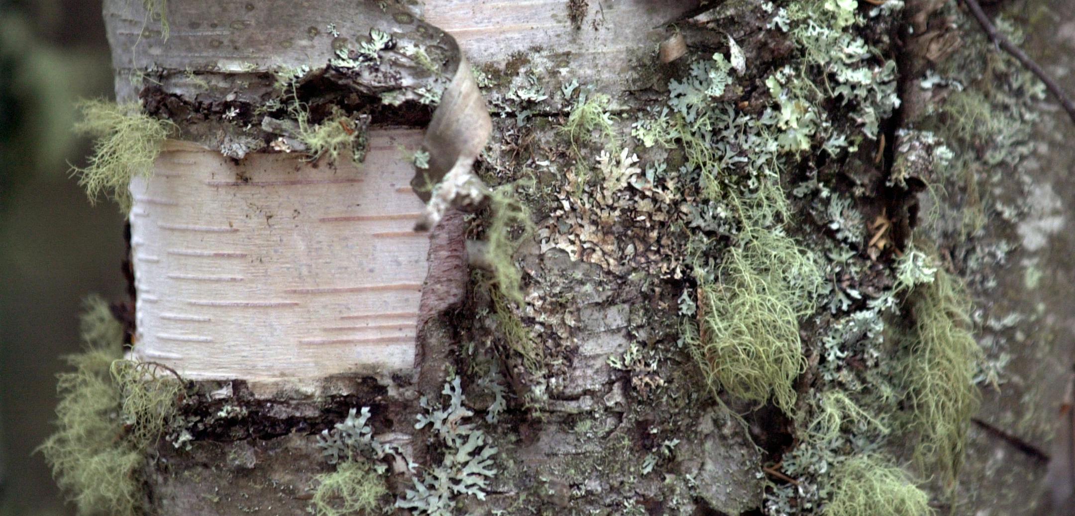 Old Man's Beard lichen ORG XMIT: MIN2017031309451907