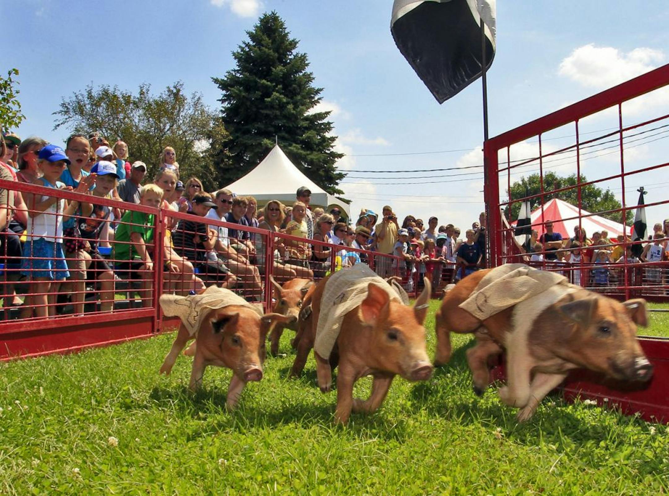 The Washington County Fair in Lake Elmo opened this week with farm animals taking the spotlite. Pig races outside the swine barn was a crowd favorite. Thursday, August 4, 2011.