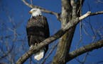 A bald eagle perches in a tree on the Mississippi River near LeClaire, Iowa, Saturday, Jan. 13, 2018. (E. Jason Wambsgans/Chicago Tribune/TNS)