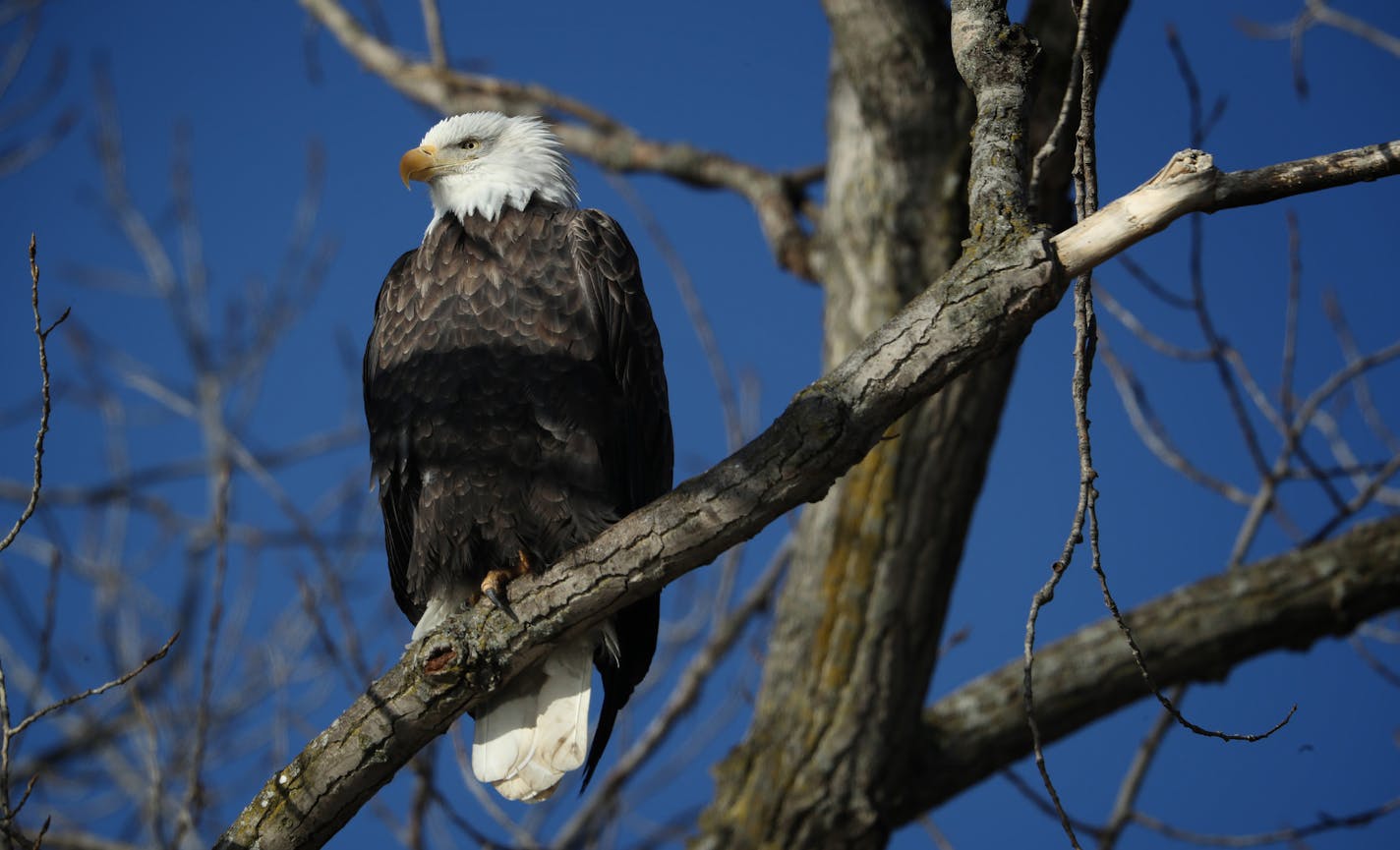 A bald eagle perches in a tree on the Mississippi River near LeClaire, Iowa, Saturday, Jan. 13, 2018. (E. Jason Wambsgans/Chicago Tribune/TNS)