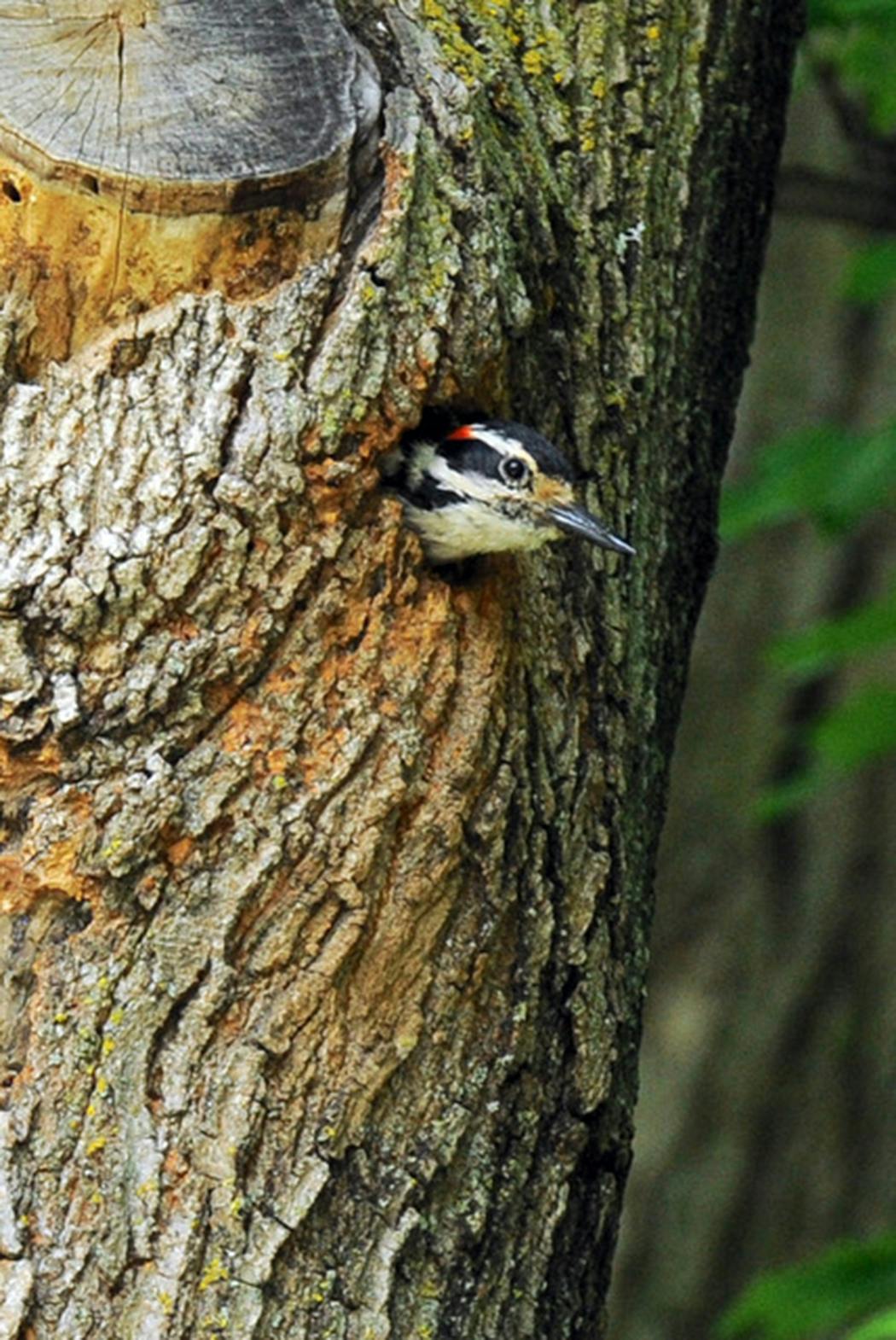 A hairy woodpecker peers out of night roost.