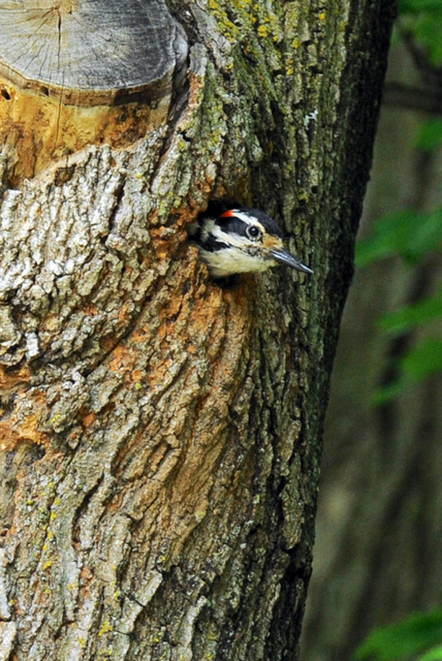 A hairy woodpecker pokes its head out of a hole in a tree.