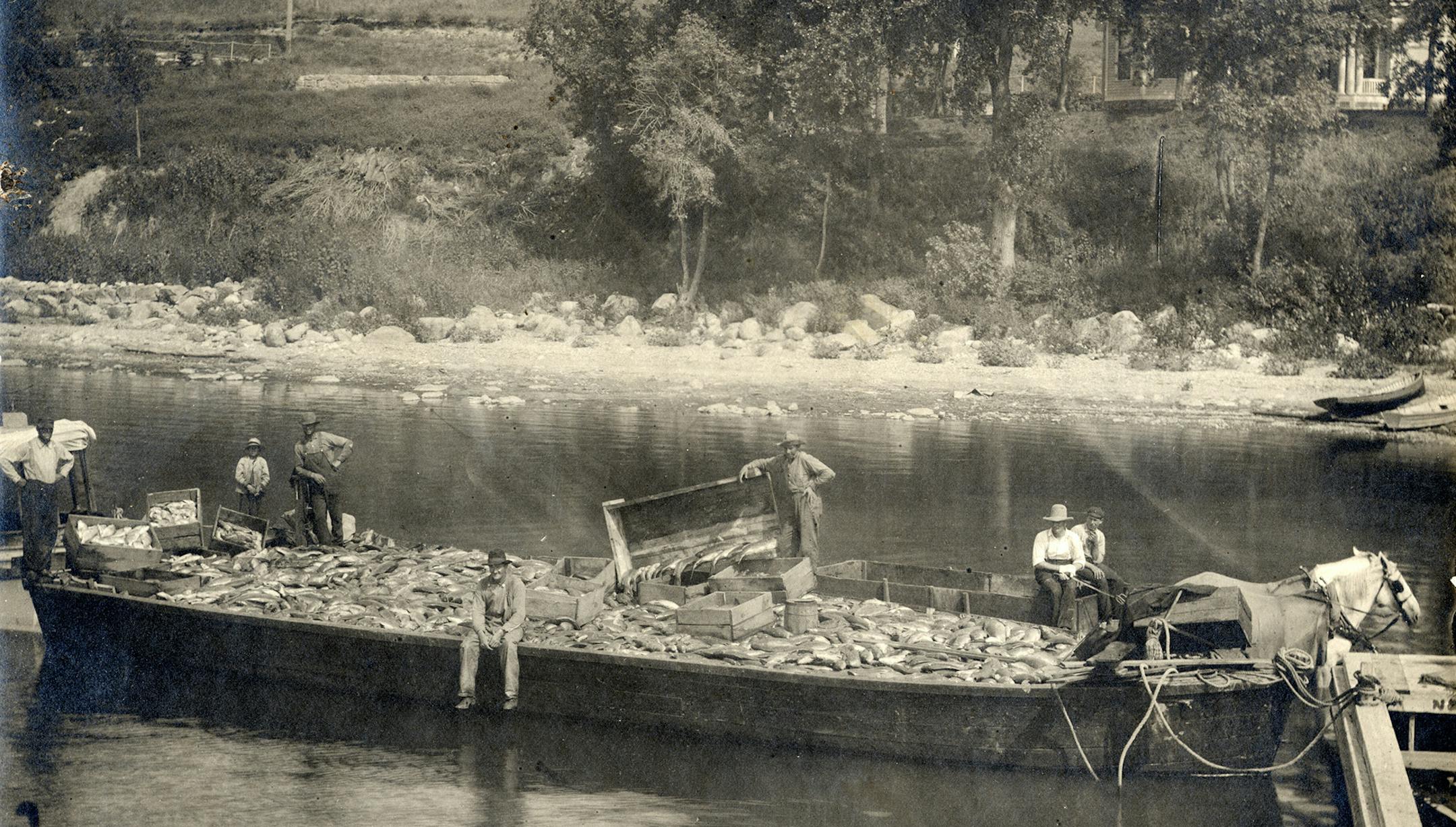 In 1890, the Princeton Union newspaper from Princeton, Minnesota, declared: "Have a Carp Pond! No farmer who has a pond or can have a pond on his place can afford to be without a carp pond." Just one decade later, the carp took over lakes and had to be seined out by the hundreds.