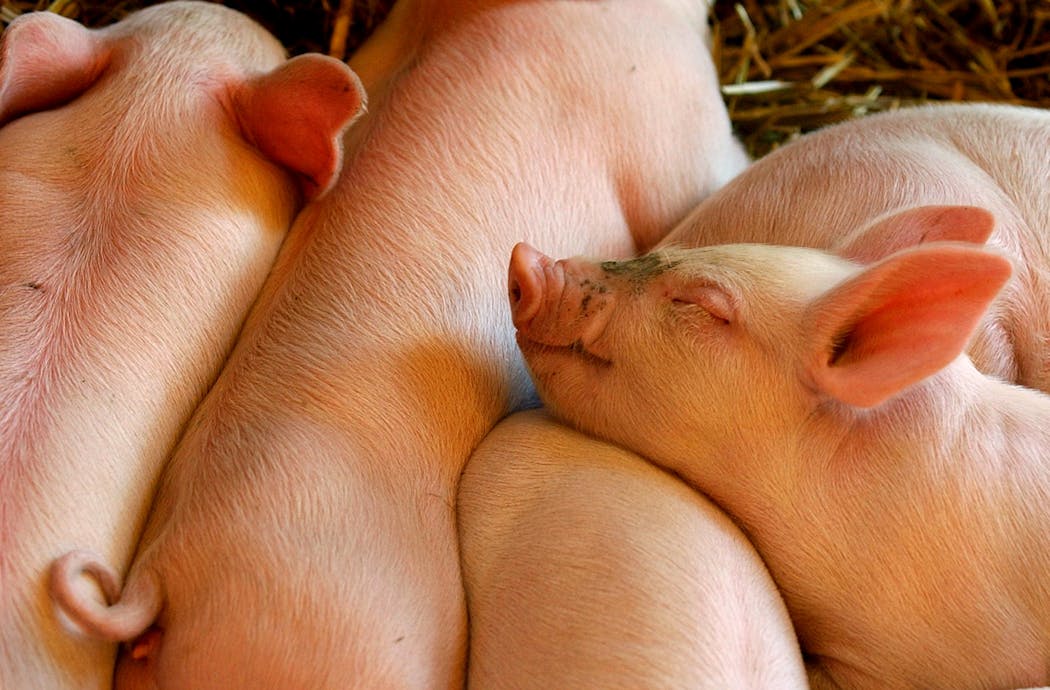 Weeks-old piglets slept at the Minnesota Zoo in 2005.
