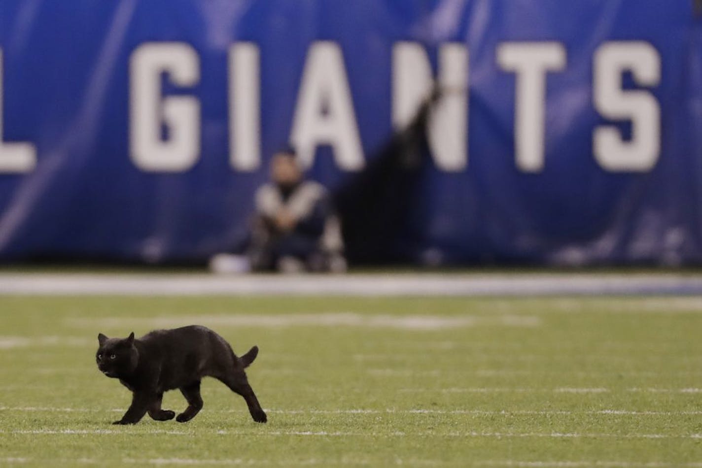 A cat runs on the field during the second quarter of an NFL football game between the New York Giants and the Dallas Cowboys, Monday, Nov. 4, 2019, in East Rutherford, N.J.