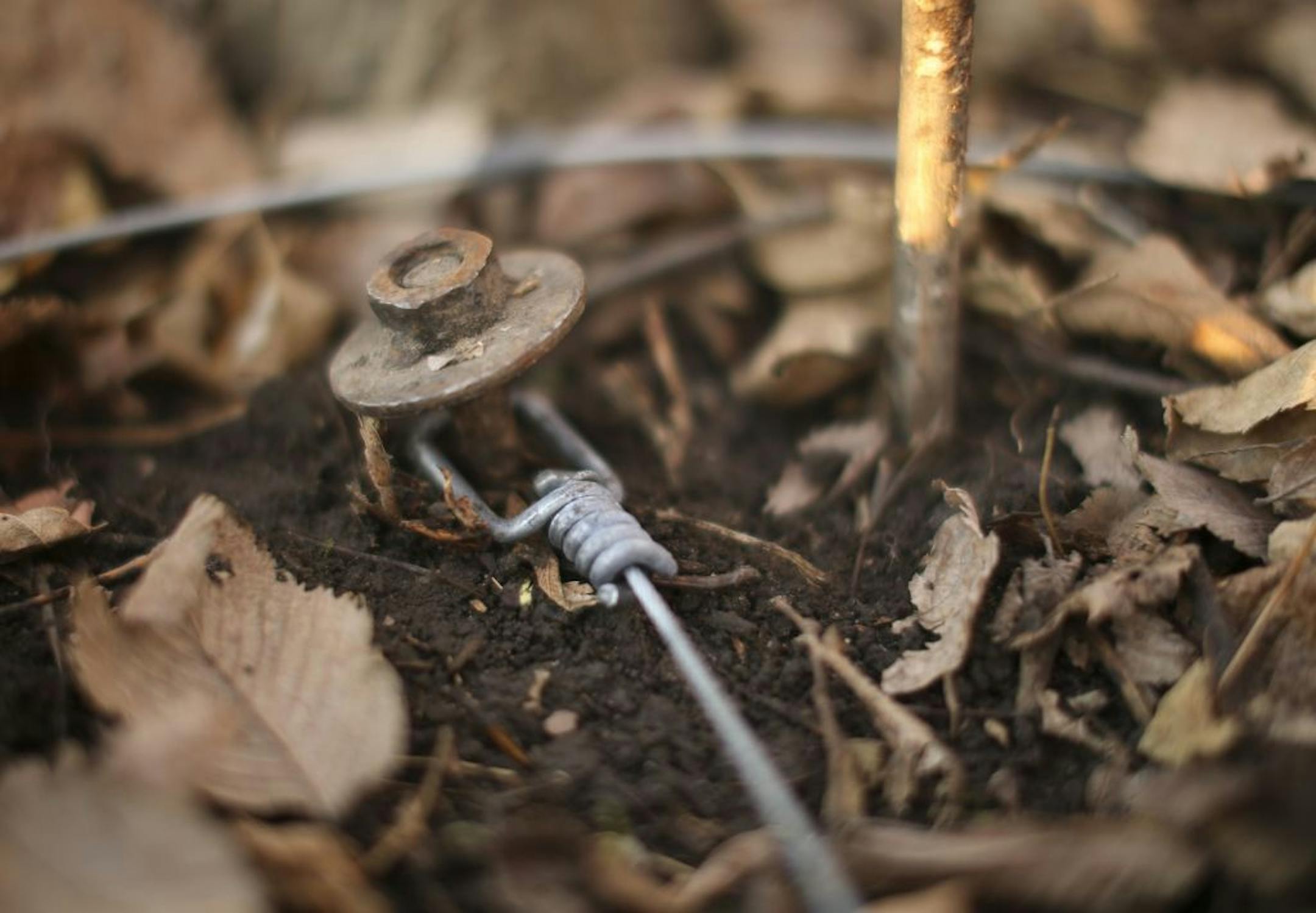 Matt Steffen is a trapper who has drawn a trapping license for the forthcoming wolf trapping season. Matt Steffen with an example of a snare that similar to the setup he will use to try to trap a wolf starting next weekend near Silver Bay. He was in a wooded area near his office in Osseo Minn. Thursday afternoon, November 15, 2012. Detail of the end of a snare trap that is affixed to an anchor pounded into the ground near the set.