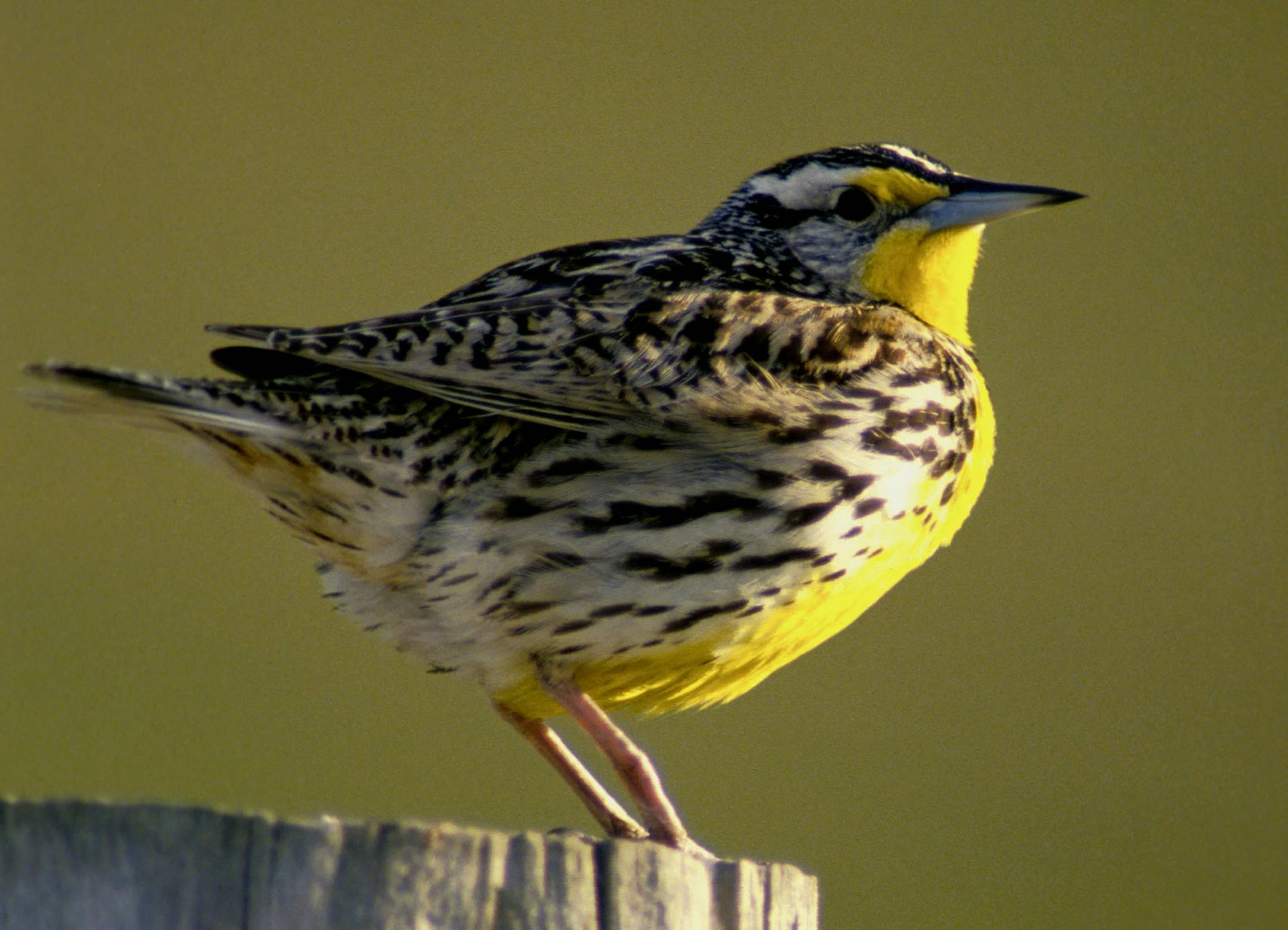 Western meadowlark