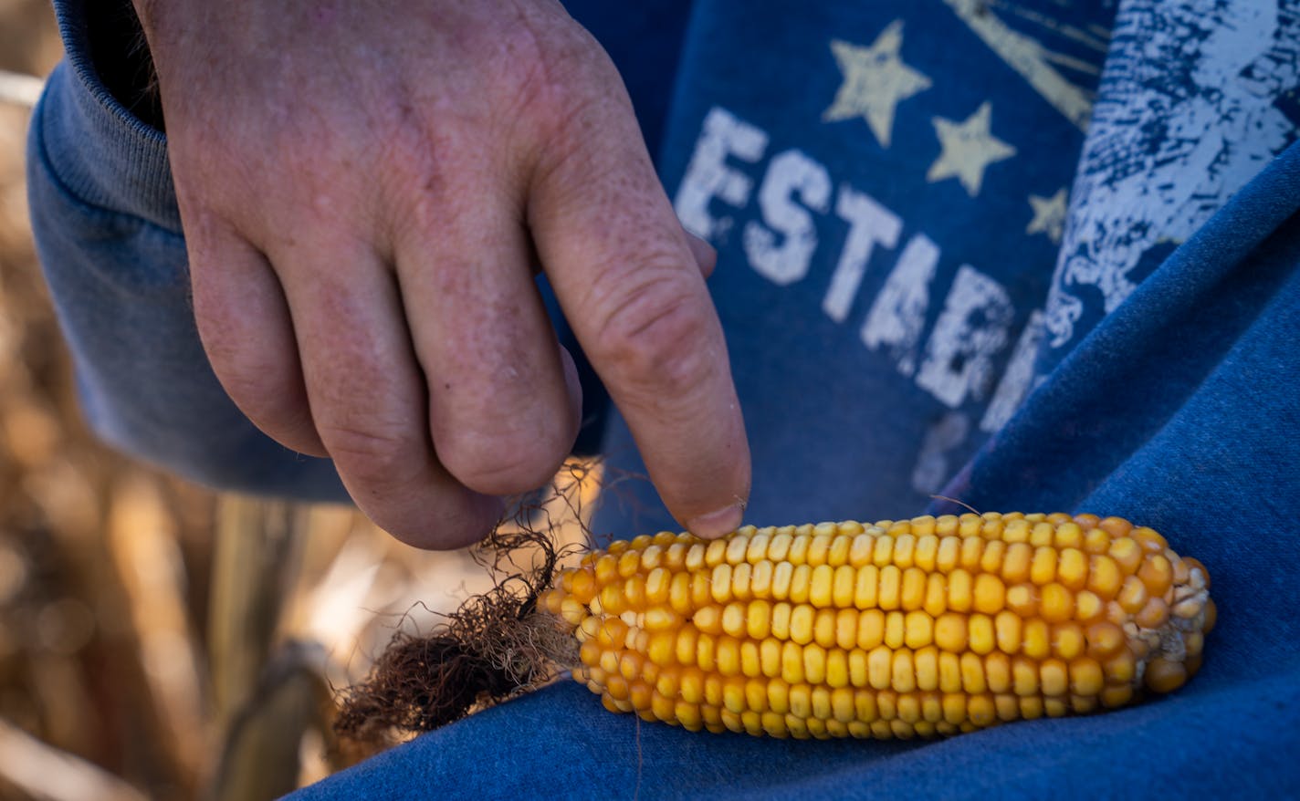 Dave Marquardt showed how the size and quality of his corn crop has been affected by the drought on his family farm in Waverly. ] LEILA NAVIDI • leila.navidi@startribune.com