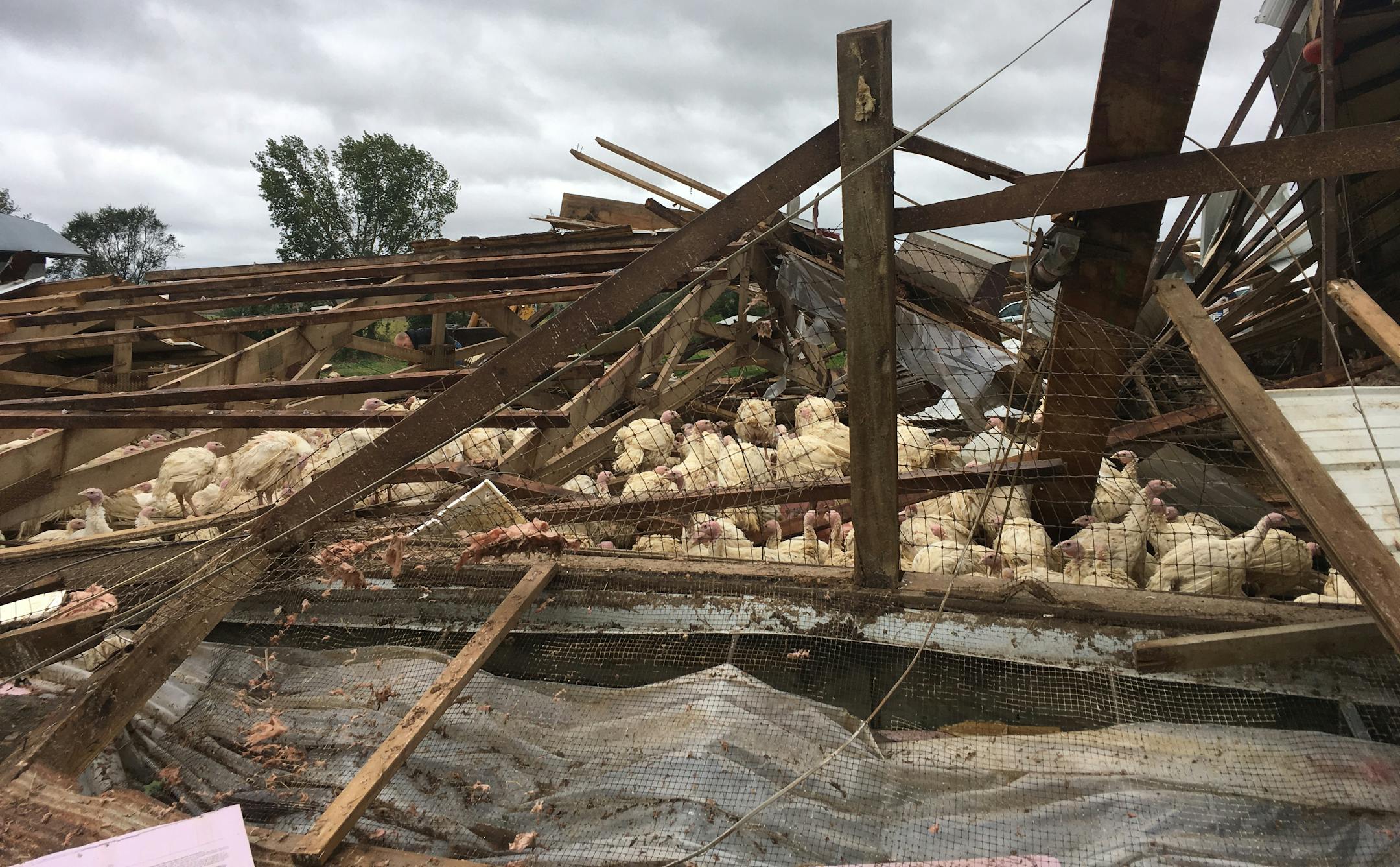 Destroyed turkey far south of Nothfield.