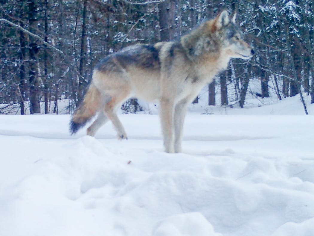 The breeding female of a wolf pack in Voyageurs National Park seen in January of 2022, shortly after she broke a rear leg. The wolf has become adept at catching fish, targeting white suckers as they spawn in the spring. 