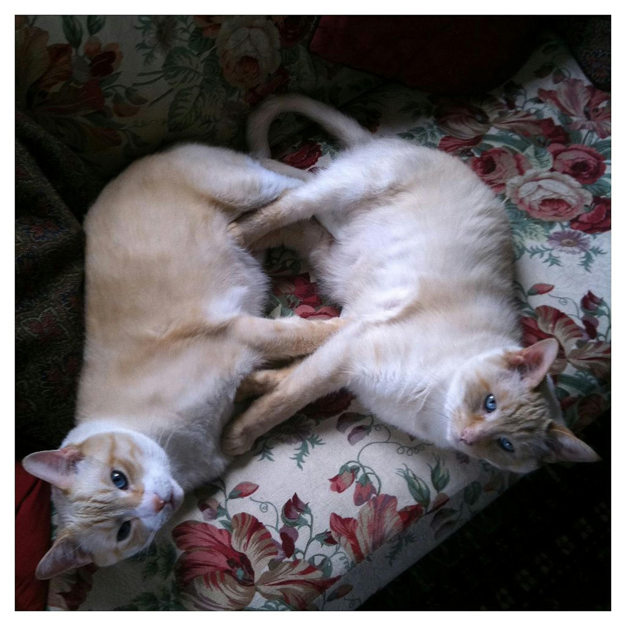 The photographer's cats, Butters and Fran,k on the sofa at home, shot with the 6x6 app, which yields and 2 1/4 square format like a Hassalblad camera would.