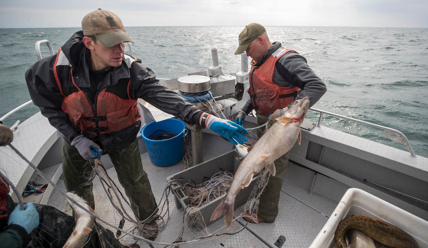 Biologists Keith Reeves left ,Josh Blankenheim ,and Cory Goldsworthy pulled out netted lake trout from Lake Superior during an annual spring population survey that's been a key to this long-range fisheries management success story on Lake Superior Tuesday May 8, 2018 in Duluth, MN. ] JERRY HOLT • jerry.holt@startribune.com