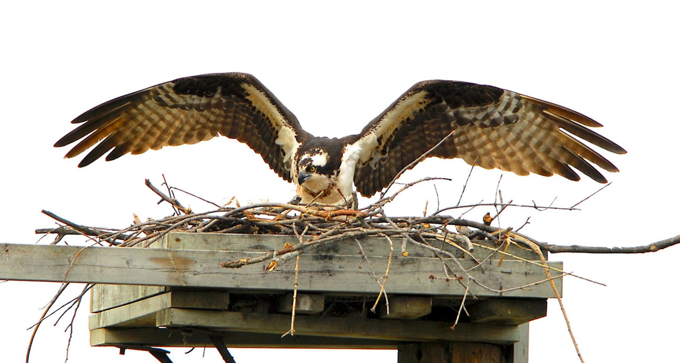 Osprey at nest