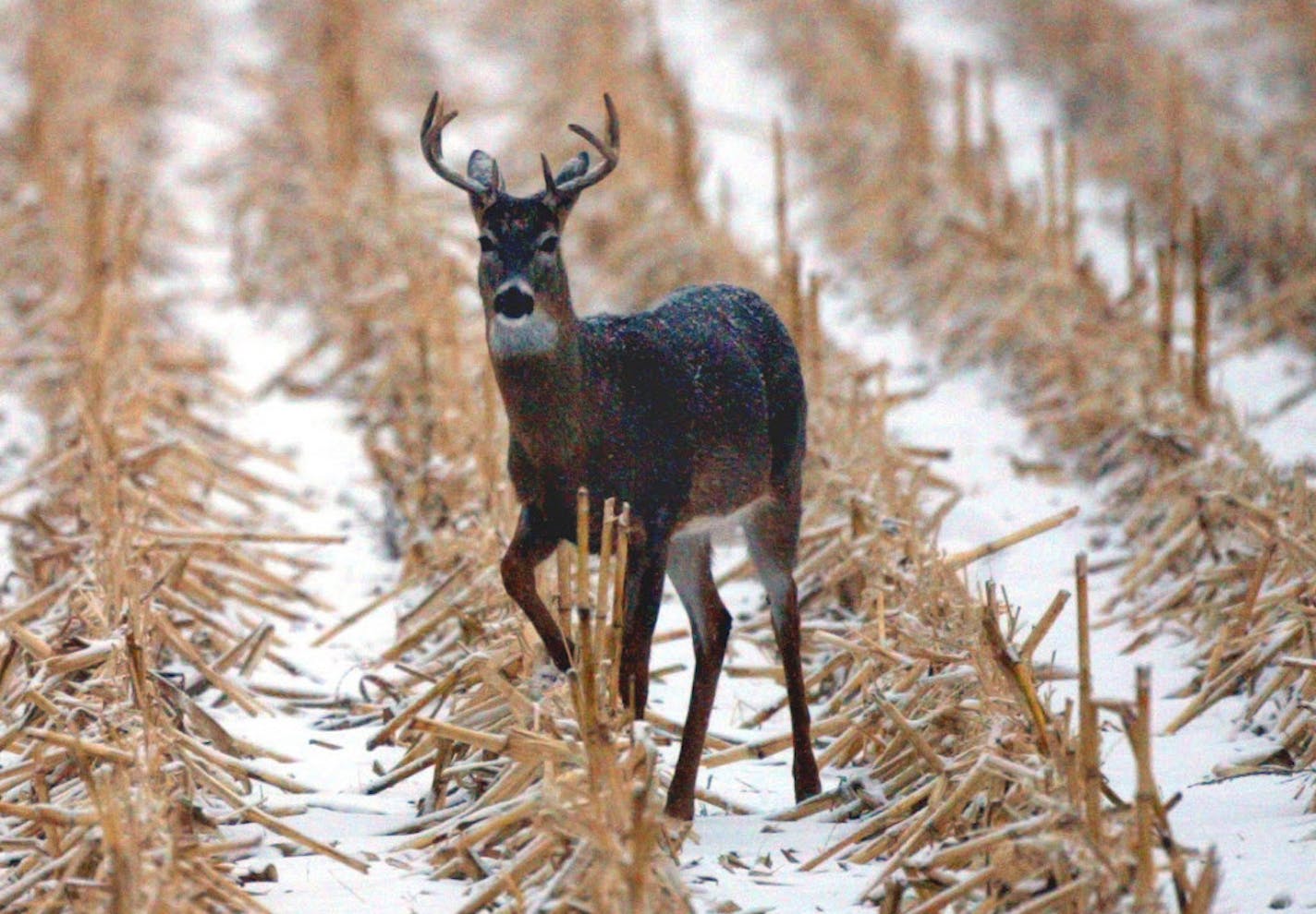 Whitetail buck