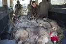 Peggy Callahan, executive director of the Center, administers a second round of anesthetic to the wolves waking up in the van before transport.