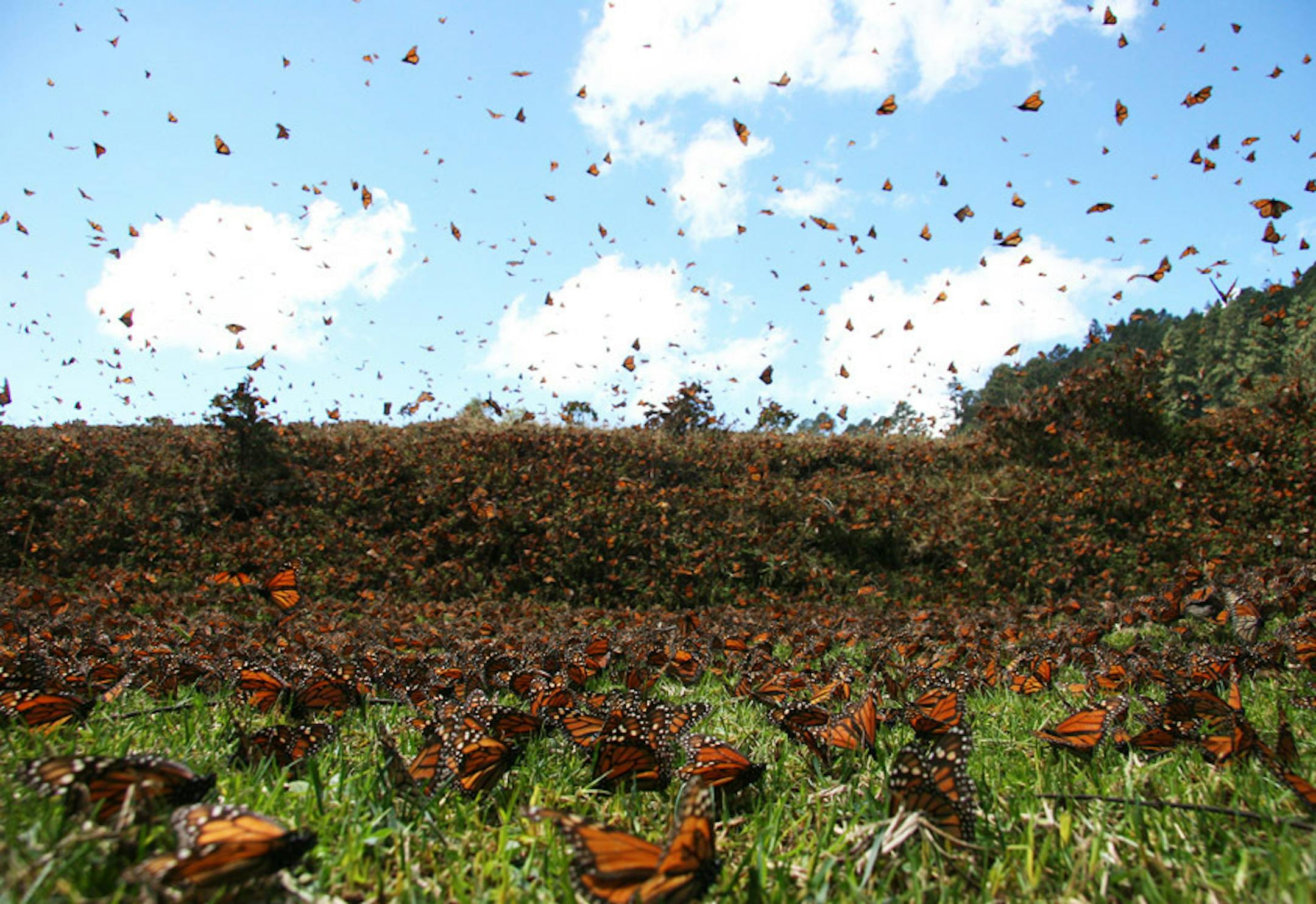 "Flight of the Butterflies"