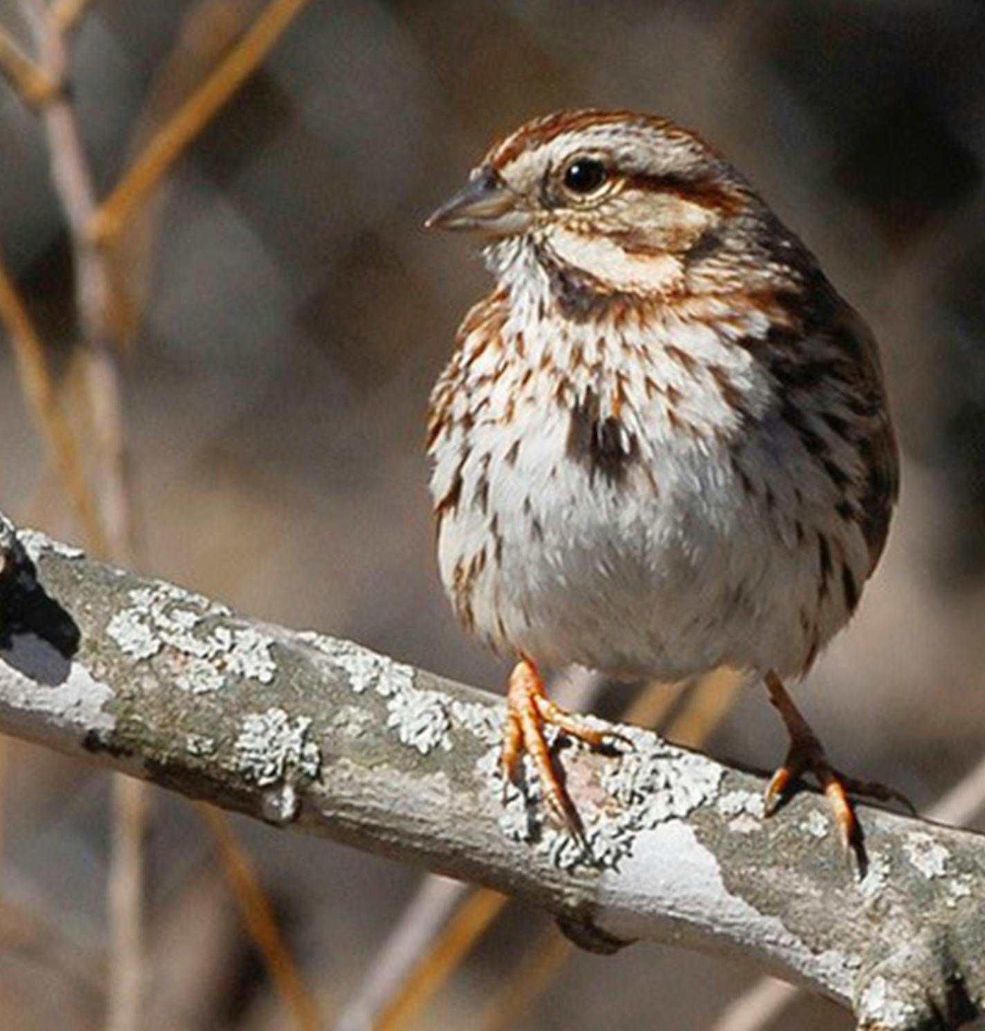 Song Sparrow, common, and one of the easier of the family to identify, by appearance or song.