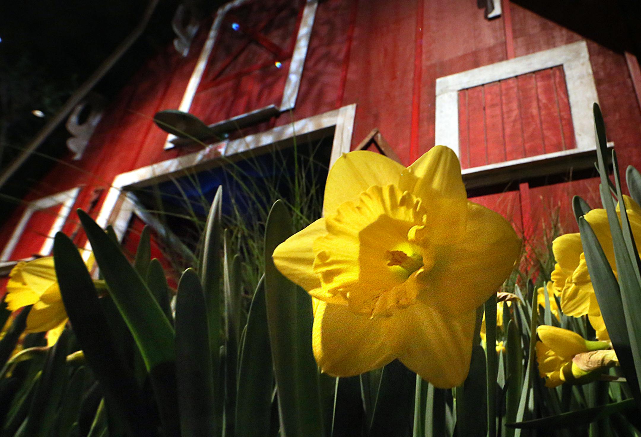 Several beds of Lucky Number daffodils accent the Midwest garden.