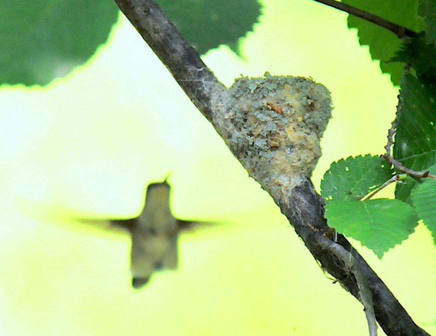 A female hummingbird flies toward her cone-shaped nest attached to a tree branch