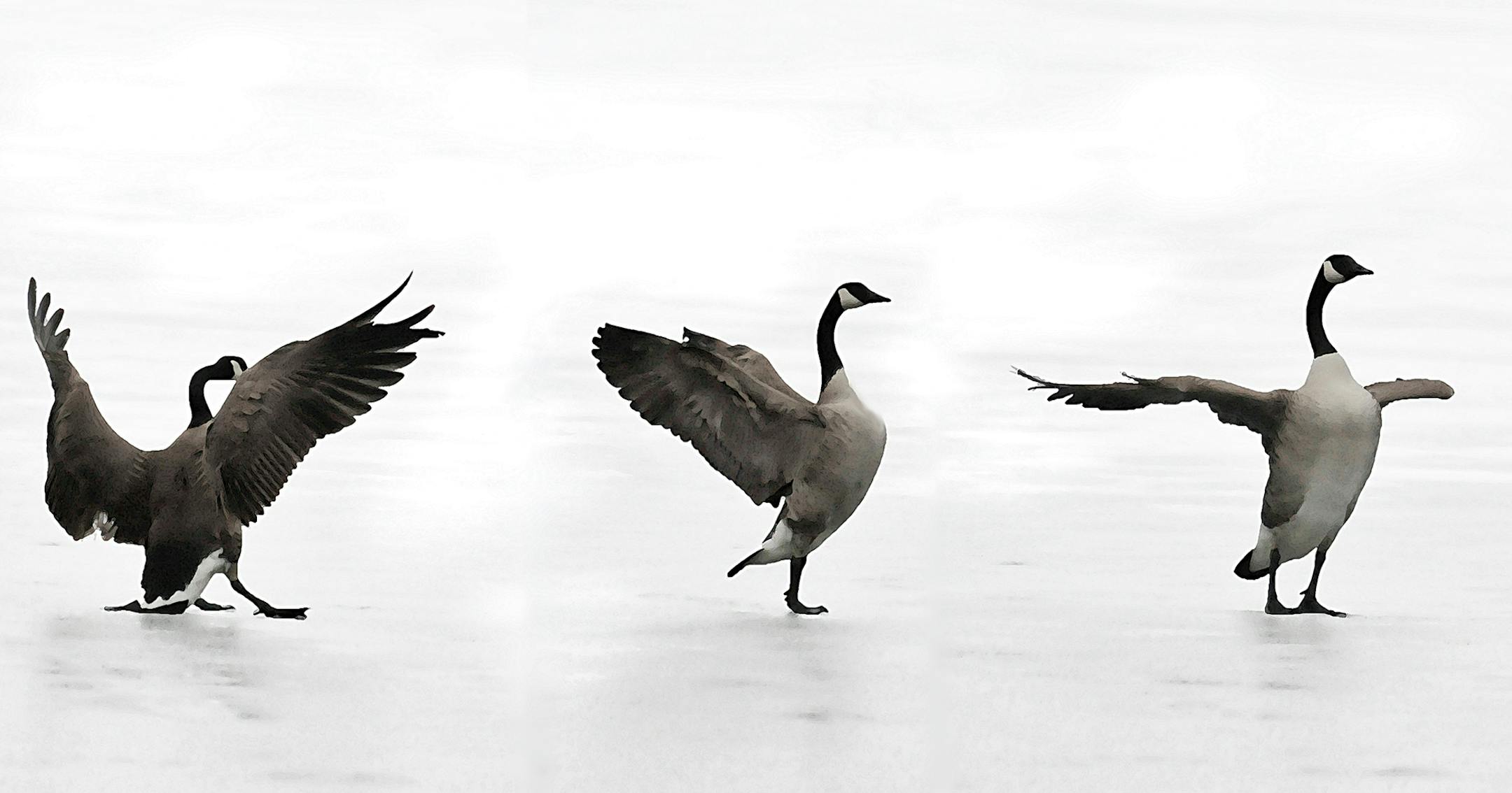 &#xba; &#x201c;Ice Ballet&#x201d; by Steven Shor