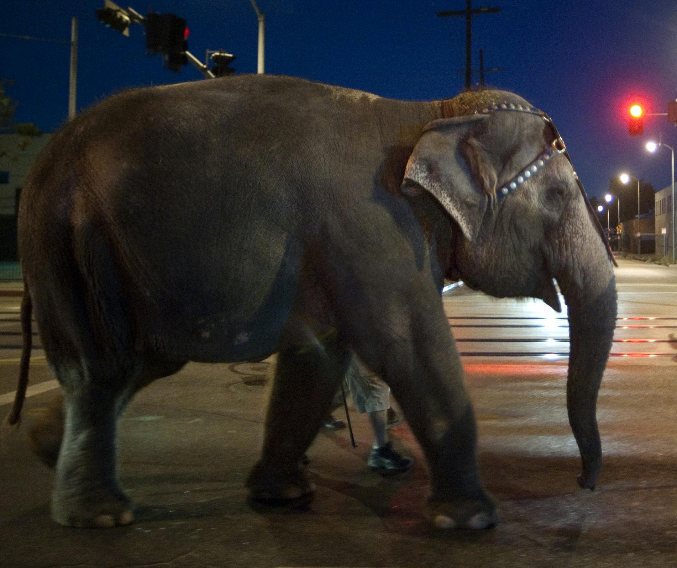 Elephants march through south Los Angeles on Tuesday, July 13, 2010, as Ringling Bros. and Barnum & Bailey's circus arrives in town. (AP Photo/Adam Lau)