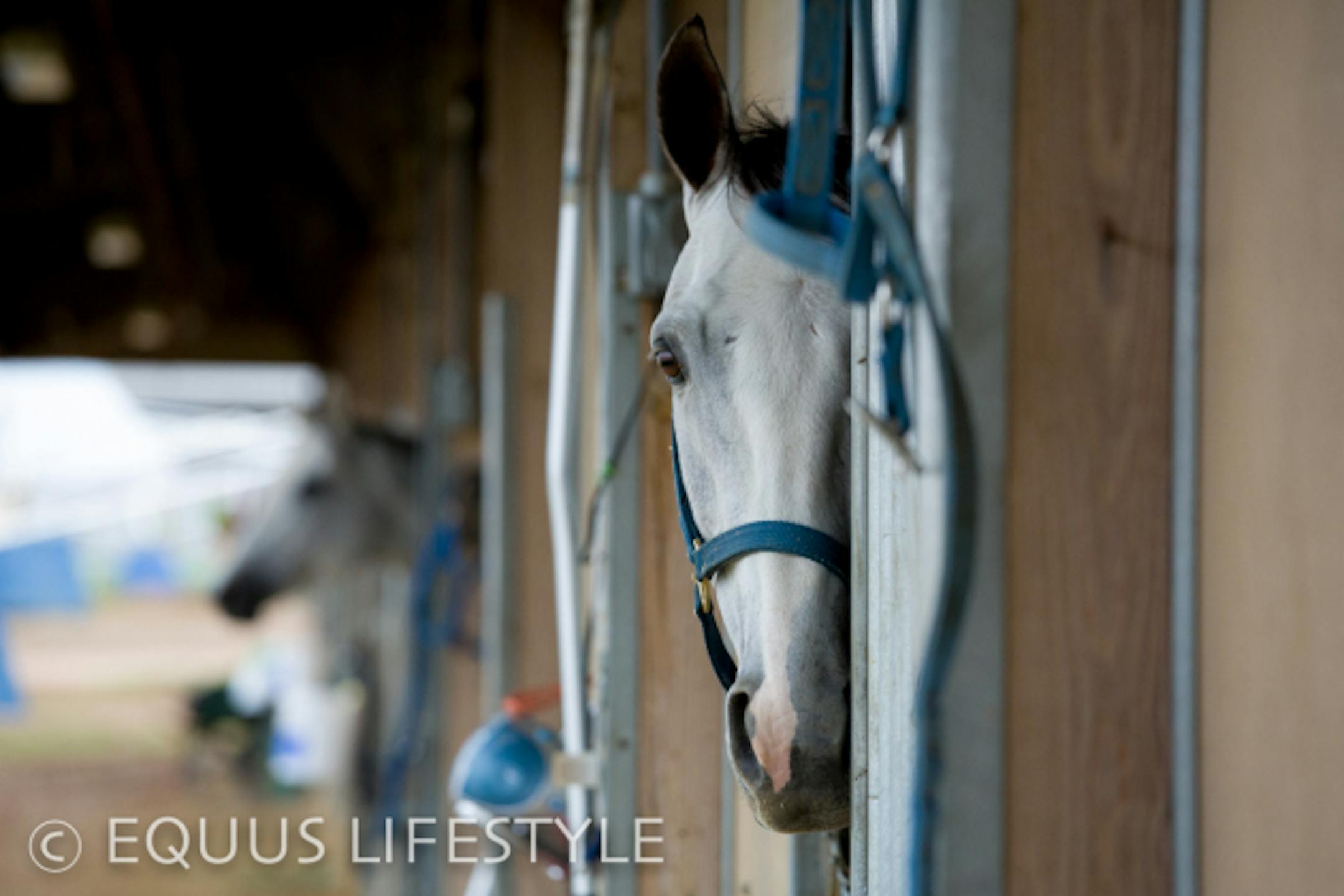 Whiskey Decision. He'd race later that evening, coming in 4th place in the 6th race.