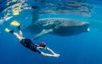 Pam LeBlanc swims alongside a whale shark about an hour's boat ride from Isla Mujeres, Mexico. (Photo courtesy John S. Pierce)