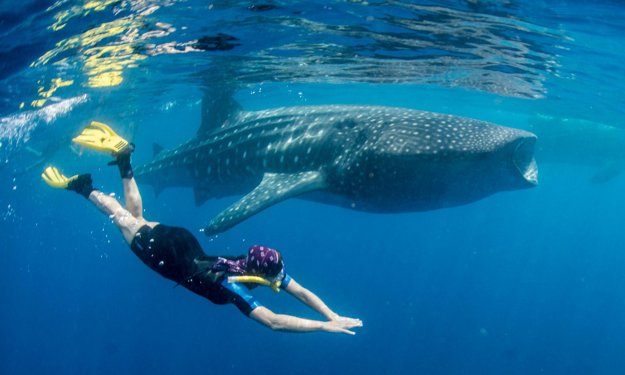 Pam LeBlanc swims alongside a whale shark about an hour's boat ride from Isla Mujeres, Mexico. (Photo courtesy John S. Pierce)