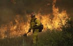A firefighter with Cal Fire Mendocino Unit walks along a containment line as a wildfire advances Monday, July 30, 2018, in Lakeport, Calif. A pair of 