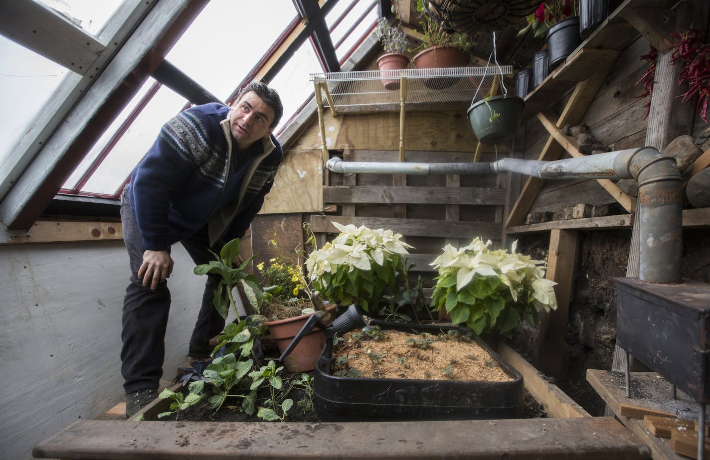 Greg Strong tends to the plants inside a Walipini, an underground greenhouse, in Minneapolis.