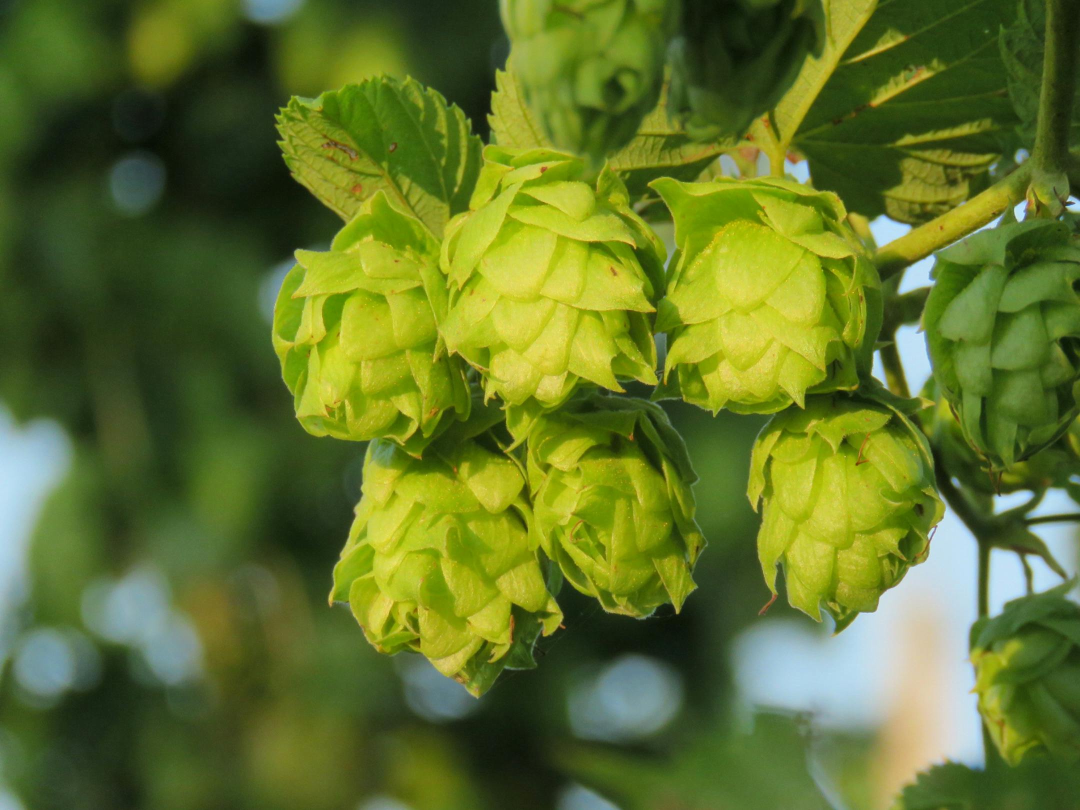 6th Meridian Hops Farm. Photo by Lisa McClintick