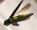 An emerald ash borer suspended in alcohol-based hand sanitizer. Jon Osthus with the Minnesota Department of Agriculture prepared an ash tree bolt, a p